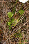 Largeleaf grass of Parnassus